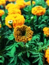 Floral background of marigolds. A blooming yellow marigold flower in a flower bed on a sunny summer day.