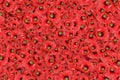 Floral background of a mass of red oriental poppy flowers