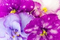 Floral background of multi-colored violets of Saintpaulia, close-up