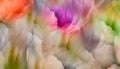 Floral background. Multicolored tulip petals. Close-up. Nature. Royalty Free Stock Photo