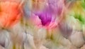 Floral multicolored background. Multicolored tulip petals. Close-up. Nature. Royalty Free Stock Photo