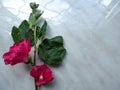 Floral background - one branch with two beautiful bright pink flowers of the Malva arborea on a gray background