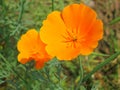 Floral background - orange California poppy flowers - summer Stock Photos Royalty Free Stock Photo