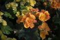 Floral background of orange and yellow Begonia flowers are blooming in the garden Royalty Free Stock Photo