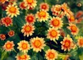 Floral background with orange and yellow flowers.