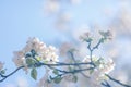 Floral background in pastel colors- white and pink apple tree blossoms on the tree branch in morning light in the mist Royalty Free Stock Photo