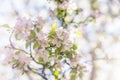 Floral background in pastel colors- white and pink apple tree blossoms on the tree branch in morning light in springtime Royalty Free Stock Photo