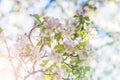 Floral background in pastel colors- white and pink apple tree blossoms on the tree branch on sunny day in springtime Royalty Free Stock Photo