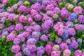 Floral background of pastel pink and blue blooming hydrangea flowers Royalty Free Stock Photo