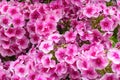 Floral background of pink blooming Phlox paniculata. Texture effect, selective focus Royalty Free Stock Photo