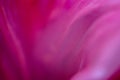 Floral background in pink color. Flower petal close up Royalty Free Stock Photo