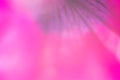 Floral background in pink color. Flower petal close up. Shallow depth of field Royalty Free Stock Photo