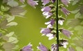 Floral background. Pink flowers bells on a green-yellow background. Flower composition close-up. Place for the text Royalty Free Stock Photo