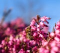 Floral background of pink flowers, blue sky and a working bee in a spring garden Royalty Free Stock Photo