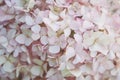 Floral background with pink hydrangea flowers Royalty Free Stock Photo