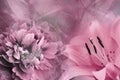 Floral background of pink lily and purple peony. Flowers close-up on a pink background. Flower composition. Royalty Free Stock Photo