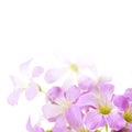 Floral background of pink oxalis