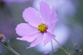 Floral background - purple cosmos flower - summer Stock Photos Royalty Free Stock Photo