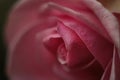 Floral background of pink tender blooming roses, macro photo