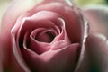 Floral background of pink tender blooming roses, macro photo