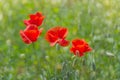 Floral background poppies grass bokeh