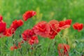 Floral background poppies grass bokeh