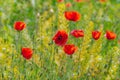 Floral background poppies grass bokeh