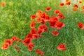 Floral background poppies grass bokeh