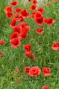 Floral background poppies grass