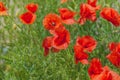 Floral background poppies grass