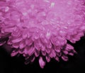 Floral background for a postcard with pink dahlias Royalty Free Stock Photo