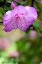 Purple azalea flower Royalty Free Stock Photo