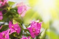 Floral background. Purple Bougainvillea. Royalty Free Stock Photo