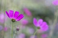 Floral background with purple cosme flowers. Delicate flowers with pastel shades in the open air. Selective soft focus Royalty Free Stock Photo
