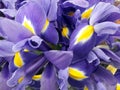 Floral background with purple irises