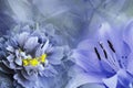 Floral background of purple lily and blue-violet peony. Flowers close-up on a turquoise blue background. Flower composition. Royalty Free Stock Photo