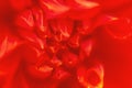 Floral background in red color. Flower petal close up. Shallow depth of field Royalty Free Stock Photo