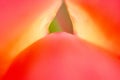 Floral background in red color. Flower petal close up. Shallow depth of field Royalty Free Stock Photo