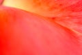 Floral background in red color. Flower petal close up. Shallow depth of field Royalty Free Stock Photo