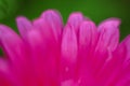 Floral background in red color. Flower petal close up. Shallow depth of field Royalty Free Stock Photo