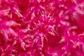 Floral background in red color. Flower petal close up. Shallow depth of field Royalty Free Stock Photo