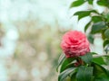 Floral background with red flower of Camelia with place