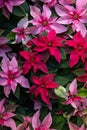Floral background of red and pink poinsettia or Euphorbia pulcherrima Christmas traditional flower, top view Royalty Free Stock Photo