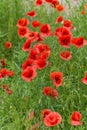 Floral background poppies grass