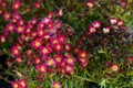 Red Saxifraga flowers bloom in the flowerbed. Royalty Free Stock Photo