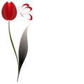 Floral background with a red tulip, a dark leaf and a butterfly.