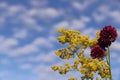 Floral background.  Red wild onion flower and Solidago yellow inflorescence against the blue sky with white clouds. Royalty Free Stock Photo