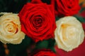 floral background.rose flowers. Red and yellow roses. Texture of yellow and red rose petals. Royalty Free Stock Photo