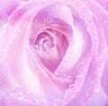 Floral background - rose