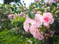 Floral background with roses. Roses in summer and autumn garden. Royalty Free Stock Photo